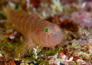 Rusty Goby
Priolepis hipoliti by John Roach 